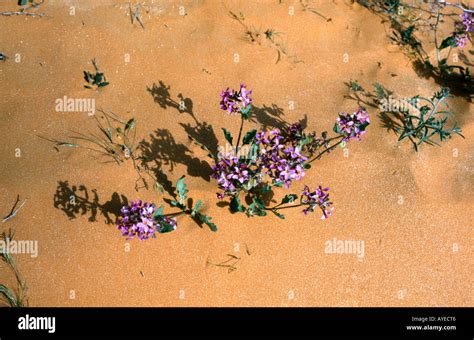 Saudi Arabia Desert Flowers Stock Photo - Alamy