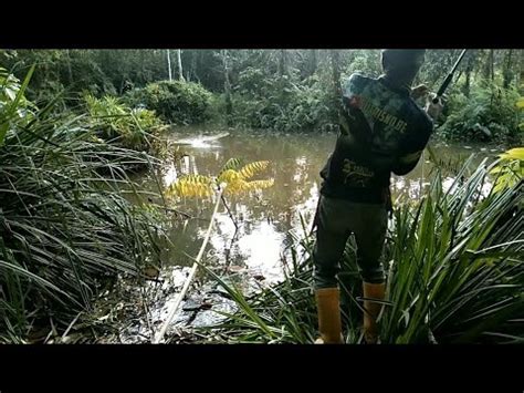 Mancing Gabus Di Kejar Mendung Dan Gemuru YouTube