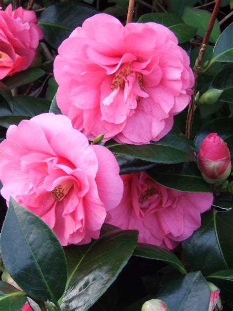 Choisir un camélia. C’est maintenant… - Pépinières de Port de Carhaix