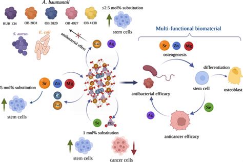 Schematic Illustration Of Antibacterial And Biological Properties Of