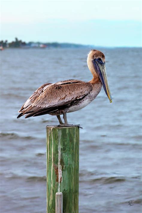 Brown Pelican Immature Photograph By Robert Harris Fine Art America