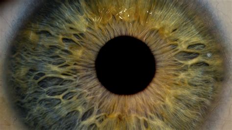 You Can Dilate Your Pupils Just by Thinking | NOVA | PBS