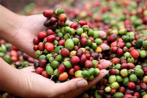 Más De Nueve Millones De Quintales De Café Aromático Se Exportan Al Año