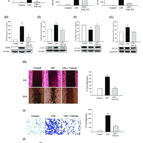 Effects Of TAK242 A TLR4 Specific Inhibitor On The LPS Induced