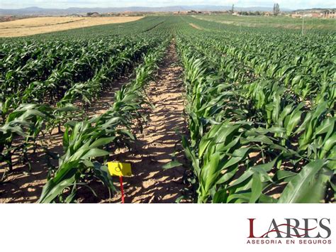 Seguros Para El Campo El Seguro Agrícola Es Una Medida De Gestión De Riesgos Para La Producción