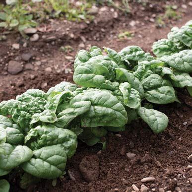 25 Spinach Varieties To Try In Your Garden | Green Thumb Gardener