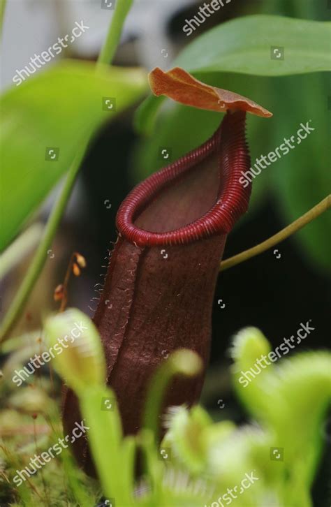 Nepenthes Mapuluensis X Ventricosa On Display Editorial Stock Photo