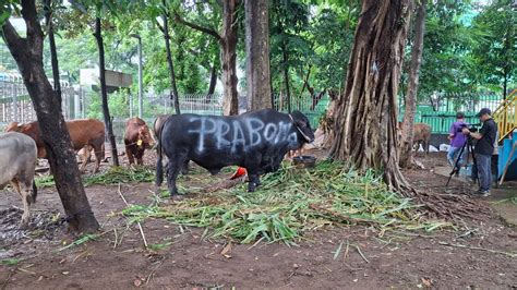 Idul Adha Prabowo Kurban Ekor Sapi Di Hambalang News