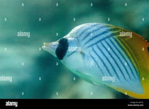 Threadfin Butterflyfish Chaetodon Auriga Es Amarillo Blanco Y Negro