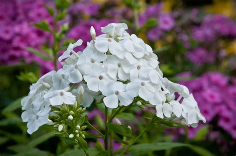 Tall Garden Phlox Fasci Garden