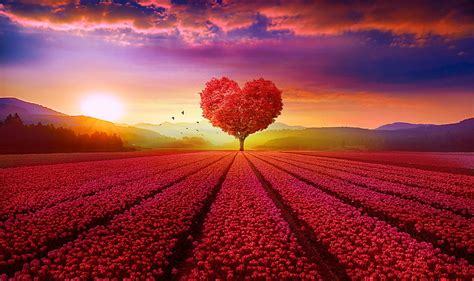 HD wallpaper: Scenery, Heart tree, Red, Flower garden, 4K, Sunrise, Love heart | Wallpaper Flare