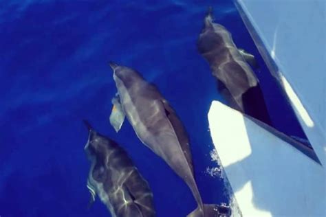 Lanai Snorkeling & Dolphin Encounters | Quicksilver Charters Adventures