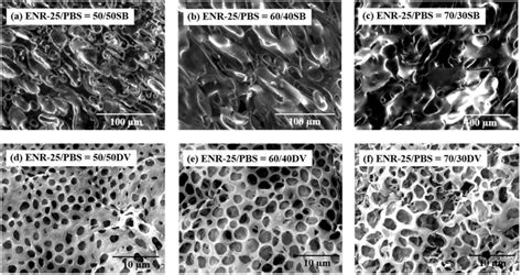 SEM Micrographs Of Cryogenic Fractures Surfaces Of ENR 25 PBS Simple