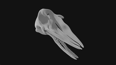 3D Sperm Whale Skull - TurboSquid 1978155