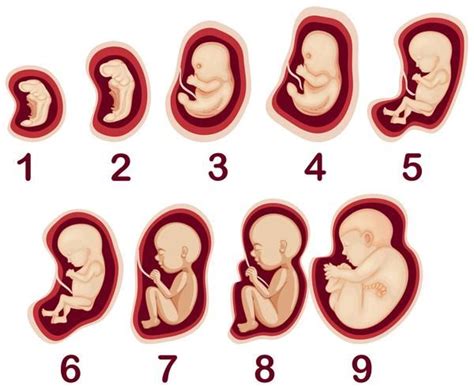 Un vector del desarrollo de embriones humanos в 2024 г