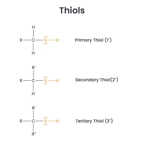 Thiols Biochemistry Functional Groups Science Vector Infographic