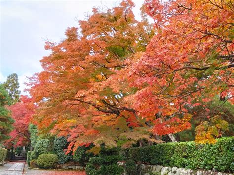 【京都の紅葉2022】嵐山や天龍寺はまさに見ごろ2022年11月20日 はらがへっては