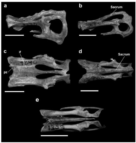 Scielo Brasil Morphology Of The Axial Skeleton Of Seven Bat Genera