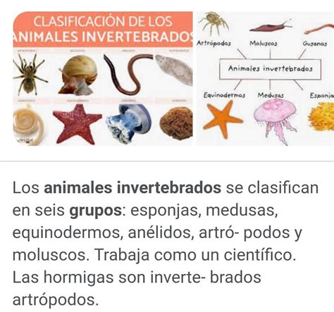 다 ANIMALES INVERTEBRADOS 1 Hay 6 grupos de animales invertebrados