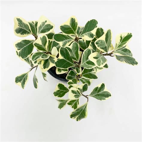 Ficus Triangularis Variegata Variegated Fig 4 Growers Pot Artofit