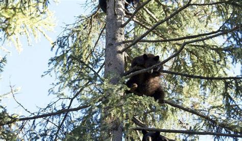 This Undated Photo Provided By Snowdon Wildlife Sanctuary Shows A Bevy