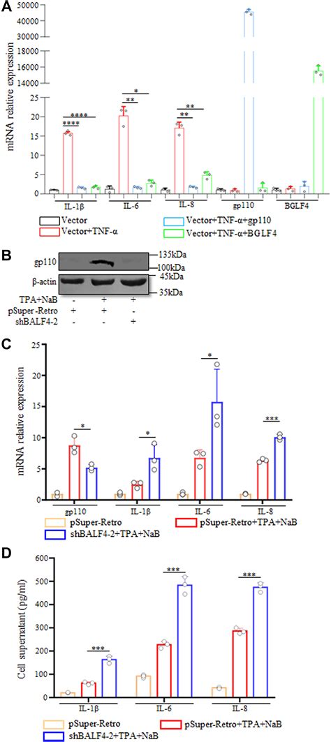 Epsteinbarr Virus Envelope Glycoprotein 110 Inhibits Nf κb Activation