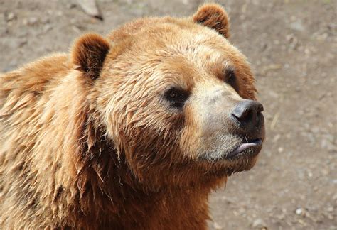 Brown Bear in Close-Up Photography · Free Stock Photo