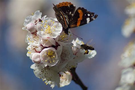 Butterfly Entomology Pollination - Free photo on Pixabay