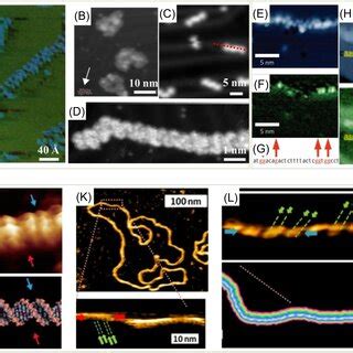 Imaging Nucleotides And Single Dna Chains A D Ln I Ds Image Of Dna