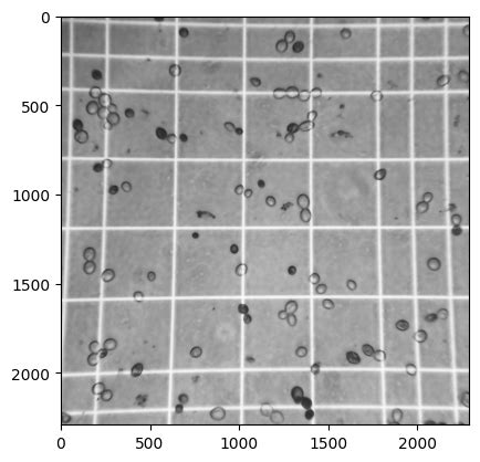 Python Counting Yeast Cells From A Hemocytometer Image Using OpenCV