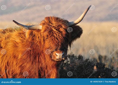 Vaca Das Montanhas No Charneca Na Luz Do Sol Imagem De Stock Imagem