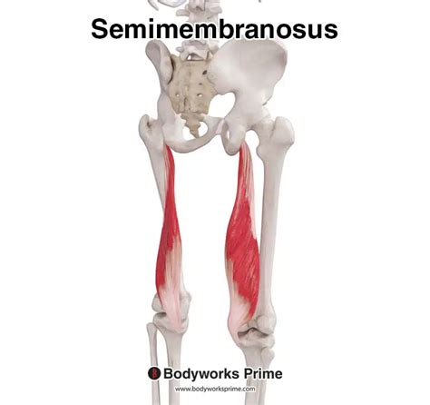 Semimembranosus Muscle Anatomy - Bodyworks Prime