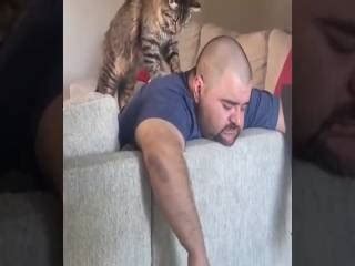 Essayer De Ne Pas Rire Vid O De Chat Mourir De Rire Videos Humour