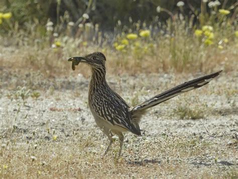 Greater Roadrunner | San Diego Bird Spot