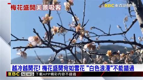 越冷越開花！梅花盛開宛如雪花 「白色浪漫」不能錯過 Ebc 東森新聞影音 Line Today