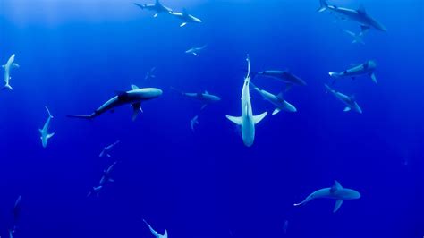 Why sharks are vitally important to Ocean health - Ocean Conservation Trust