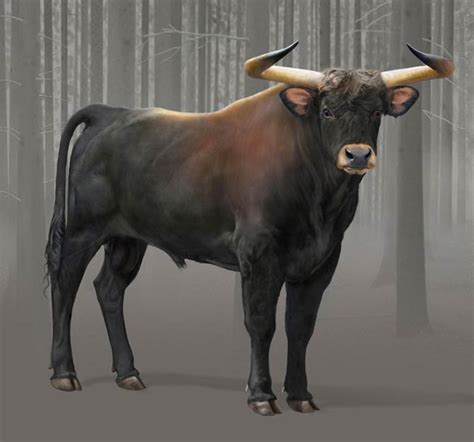 Aurochs (Bos primigenius) – extinct wild bull | DinoAnimals.com