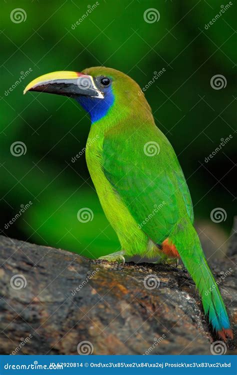 Blau Throated Toucanet Aulacorhynchus Prasinus Grüner Tukanvogel Im