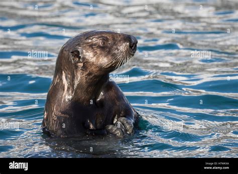 Nutria marina Enhydra lutris nadando en la resurrección bahía cerca