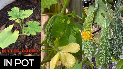 How To Grow Karela Or Bitter Gourd From Seeds To Harvest Growing