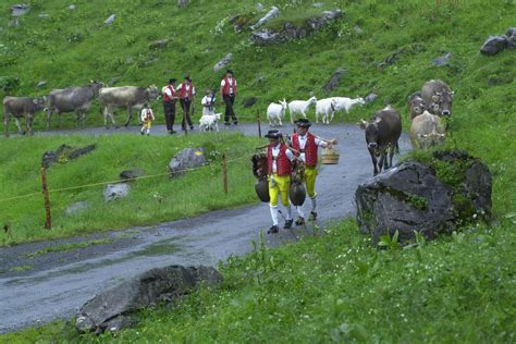 Appenzeller Und Toggenburger Alpfahrt