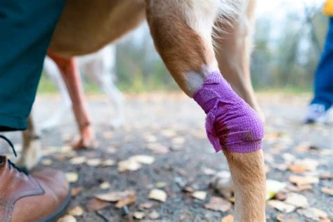 Zerrung Im Hinterbein Vom Hund Symptome Behandlung