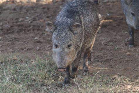 The Collared Peccary Javelina Tayassu Tajacu Stock Photo Image Of