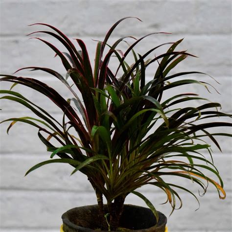 Dracaena Marginata Plant - Nestreeo.com