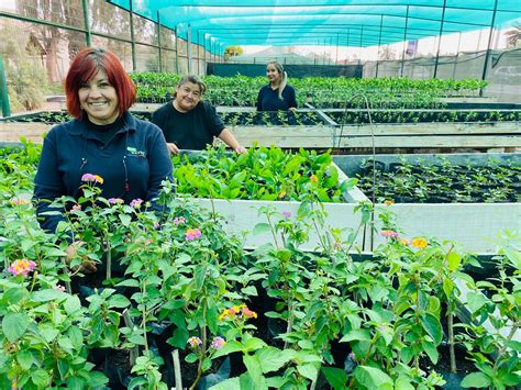 Mujeres viveristas forman parte de proyecto de restauración de bosque