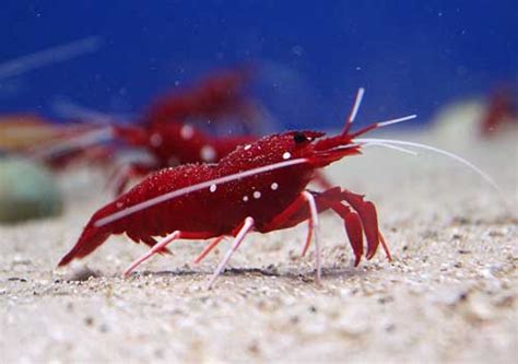 Blood Red Fire Shrimp Care Lysmata Debelius Cleaner Shrimp Wzaquarium