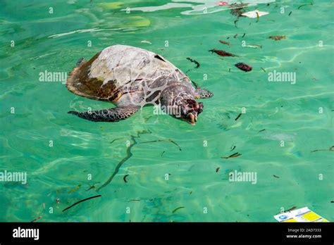 Six Pack Ring Sea Hi Res Stock Photography And Images Alamy