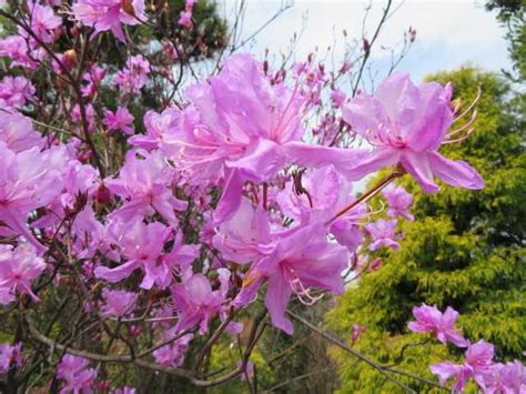 玄海躑躅ゲンカイツツジand三つ葉躑躅and豌豆エンドウマメ 写真あり 私の好きな花♪ 楽天ブログ