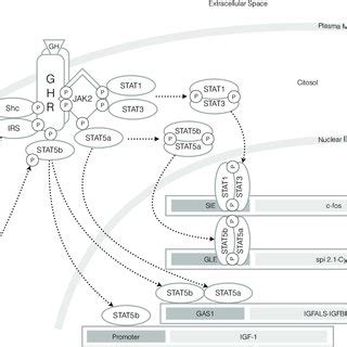 Growth hormone receptor (GHR) signaling pathway. Growth hormone (GH)... | Download Scientific ...