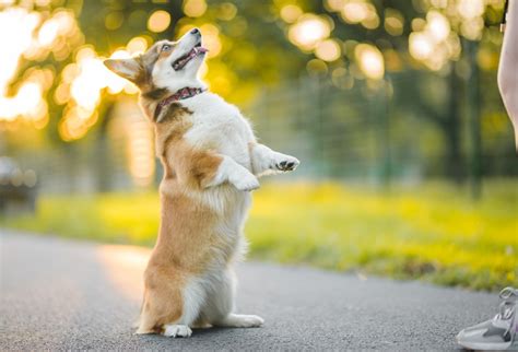 how to train your dog tricks
